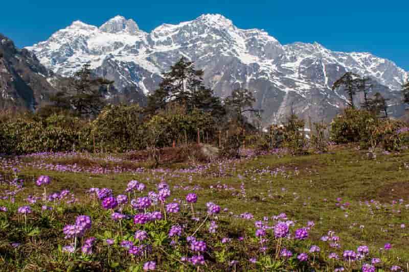 Yumthang Valley
