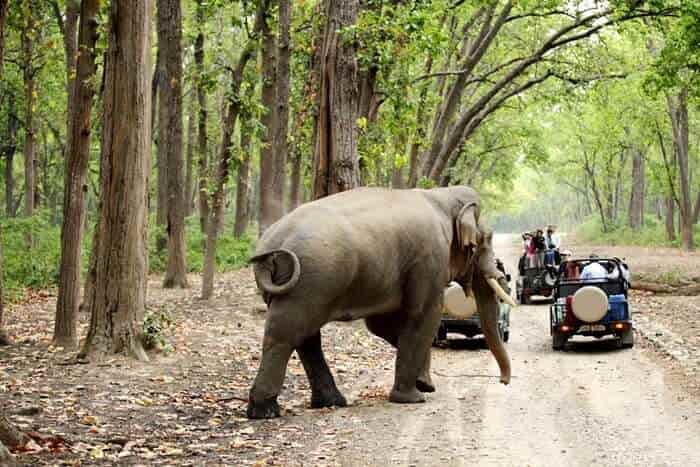 jimcorbett national park