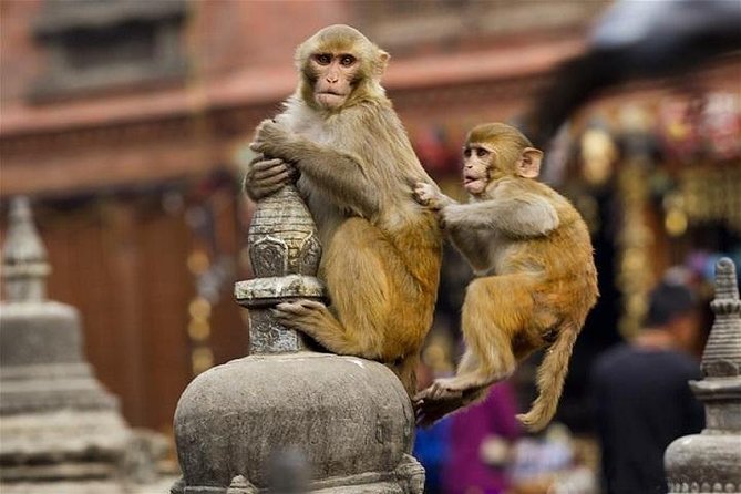 monkey temple